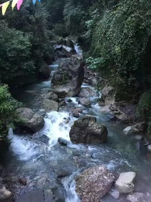 明日七夕节,今年喜鹊来晚咯