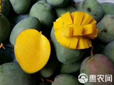 凯特芒 攀西阳光水果