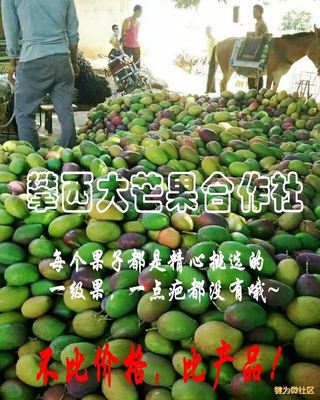 大量批发零售攀枝花芒果,联系电话:17781219585 犍为微社区_微赞