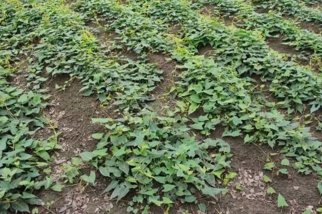 不止芒果和苦荞,攀枝花和凉山竟然还有这些优质农产品!--川字号“准驰名”农产品之攀西篇