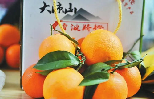 凉山打造全国知名的现代特色农业产业示范区 奏响乡村振兴进行曲