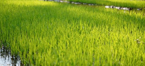 盐边 坚定有力建设攀西 农业强县 乡村振兴 多点开花