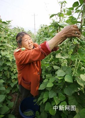 西南旱情致蔬菜批发价格出现大幅上涨(图)_新闻_腾讯网